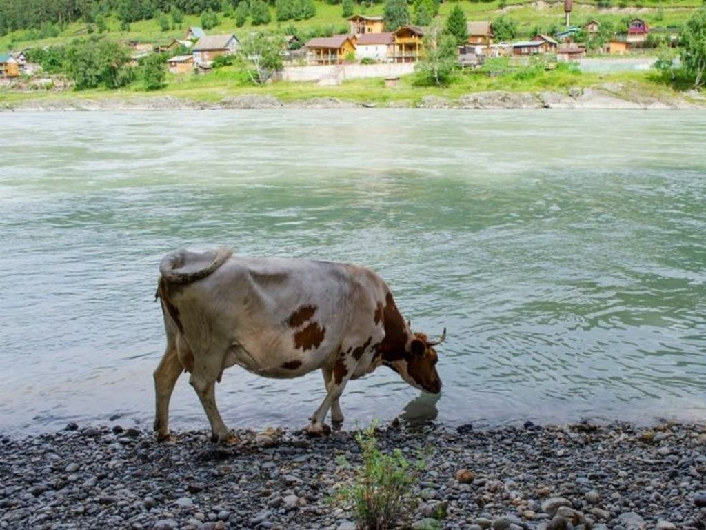 Management of Livestock in Summer